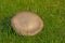 Stubble rosegill mushroom in the grass