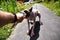 Stubborn american hairless terrier holds on toy held by a man hand