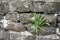 Stubborn fern finds home in ancient stone wall