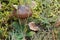 Stubby-stalk, yellow flower and fallen leaf