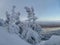 Stuck snow on Christmas trees