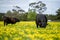 Stud Angus, wagyu, speckle park, Murray grey, Dairy and beef Cows and Bulls grazing on grass and pasture in a field. organic and