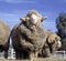 Stud Merino ram