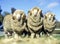 Stud merino rams