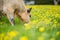 Stud organic speckle park and angus bulls grazing on yellow flowers in a field, on pasture, in Australia