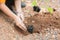 Student hands of School Girl in motion of Plantation tree on the ground as concept of Green environment and conserving