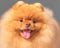 Studio close-up face portrait of a small cute happy furry purebred spitz dog looking into camera on a gray background