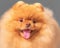 Studio close-up face portrait of a small cute happy furry purebred spitz dog looking into camera on a gray background