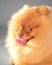 Studio close-up face portrait of a small cute happy furry purebred spitz dog looking into camera on a gray background