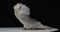 Studio footage of a gorgeous jacobin pigeon with white upwards feathers 4k