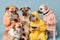 Studio group photo portrait of four dogs dressed in bright colored clothes, created with Generative AI technology