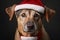 studio headshot portrait of mixed breed fawn color rescue dog looking forward wearing a Santa hat Ai Generated