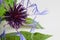 Studio photo closeup of purple isolated flower with green leaves, white background - squarrose knapweed centaurea virgata