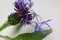 Studio photo closeup of purple isolated flower with green leaves, white background - squarrose knapweed centaurea virgata