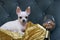 Studio photo session of a small white chihuahua dog lying in a vintage armchair among golden pillows.