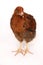 A studio photograph of a young chicken stood still