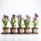 Studio Photography Of Five Potted Purple Irises In Western Zhou Dynasty Style