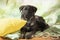 Studio photos of stray dog. Dark purebred dog looks up on green blurry background