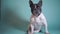 Studio portrait of accurate french bulldog on blue background