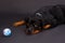 Studio portrait of adorable rottweiler with ball.