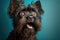 Studio portrait of a affenpinscher with a surprised face, created with Generative AI technology