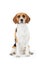 Studio Portrait Of Beagle Dog Against White Background