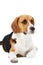 Studio Portrait Of Beagle Dog Lying Against White Background