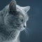 Studio portrait of a beautiful grey cat on dark background. pet mammal animal predator