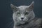 Studio portrait of a beautiful grey cat on dark background. pet mammal animal predator