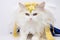 Studio portrait of a beautiful white cat wearing a yellow scarf on grey background.