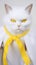 Studio portrait of a beautiful white cat wearing a yellow scarf on grey background.