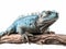 Studio portrait of a blue iguana on a tree branch.