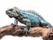 Studio portrait of a blue iguana on a tree branch