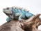 Studio portrait of a blue iguana on a tree branch.