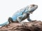 Studio portrait of a blue iguana on a tree branch