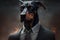 Studio portrait of bold angry doberman dog in suit white shirt and tie in sunglasses