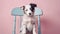 Studio portrait of a border collie puppy sitting on a pink chair isolated on a colored background.