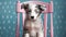 Studio portrait of a border collie puppy sitting on a pink chair isolated on a colored background.