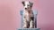 Studio portrait of a border collie puppy sitting on a pink chair isolated on a colored background.