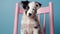 Studio portrait of a border collie puppy sitting on a pink chair isolated on a colored background.
