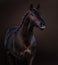 Studio portrait of broun Lusitano horse on dark brown background
