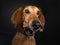 Studio portrait of a brown dog making a funny face while catching a treat.