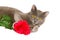 Studio portrait of chartreux kitten with red rose