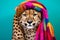 Studio portrait of a cheetah wearing knitted hat, scarf and mittens. Colorful winter and cold weather concept