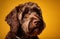Studio portrait of a chocolate brown cocker spaniel on a yellow background.