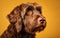 Studio portrait of a chocolate brown cocker spaniel on a yellow background.