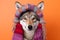 Studio portrait of a coyote or wolf wearing knitted hat, scarf and mittens. Colorful winter and cold weather concept