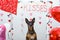 Studio portrait of dog with balloons and hearts