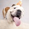 Studio portrait of an English Bulldog.