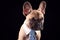 Studio Portrait Of French Bulldog Puppy Wearing Collar And Tie Against Black Background